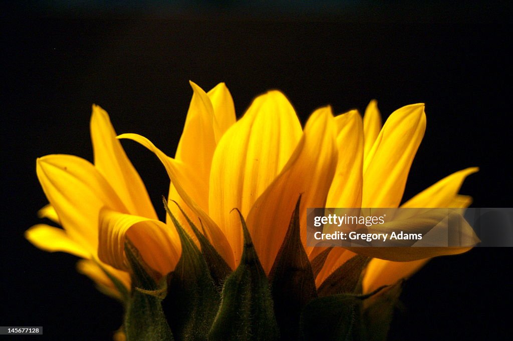Sunflower blossom against black background