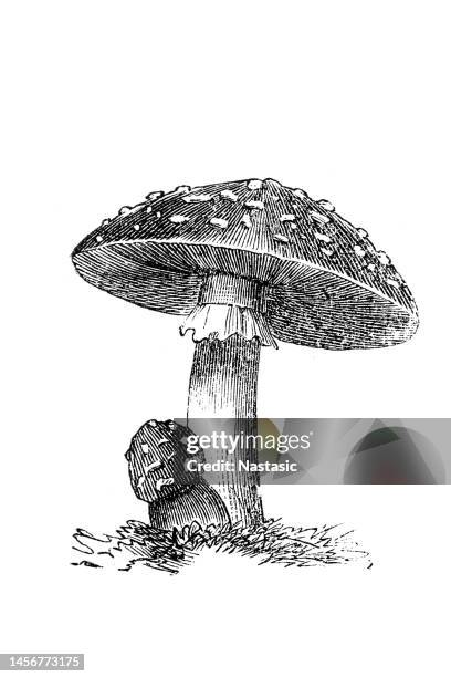 ilustrações, clipart, desenhos animados e ícones de amanita muscaria, comumente conhecido como o agaric fly ou fly amanita - fly agaric mushroom