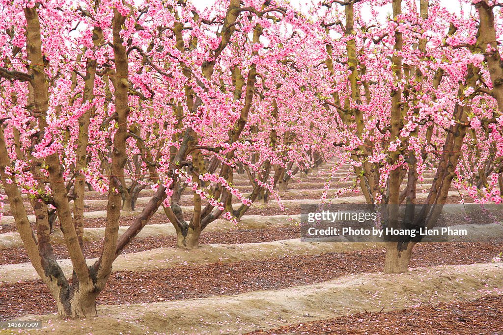 Orchard in spring