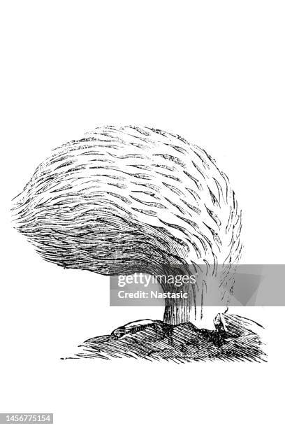 the hydnoid fungi are a group of fungi in the basidiomycota with basidiocarps (fruit bodies) producing spores on pendant, tooth-like or spine-like projections. they are colloquially called tooth fungi - hedgehog mushroom stock illustrations
