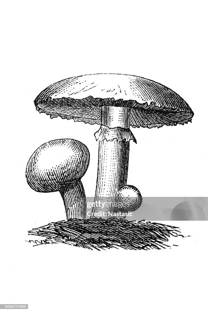 Champignon mushroom (Agaricus bisporus) known as common mushroom, button mushroom, cultivated mushroom, table mushroom, crimini mushroom