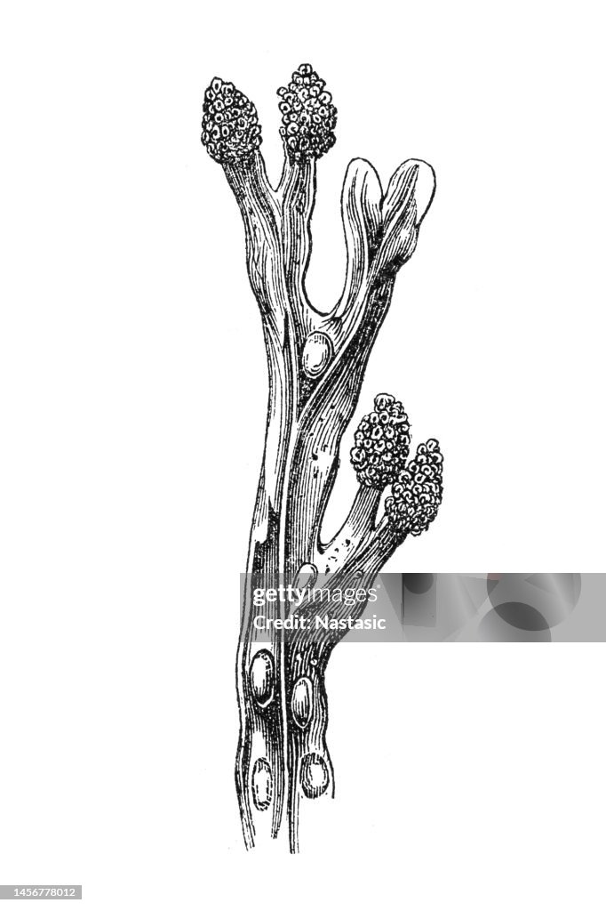 Fucus vesiculosus, bladder wrack, black tang, sea oak