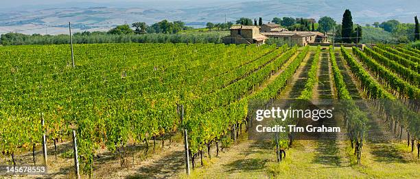 Brunello grapes, Sangiovese, growing on vines at the wine estate of La Fornace at Montalcino in Val D'Orcia, Tuscany, Italy