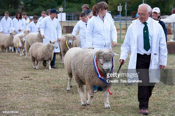 Champion pedigree sheep with handlers at Moreton Show, at Moreton-in-the-Marsh Showground, The Cotswolds, UK