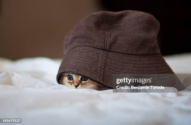 kitten under brown hat - purebred cat fotografías e imágenes de stock