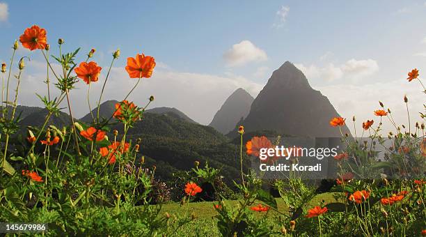 poppies in field - pitons stock pictures, royalty-free photos & images