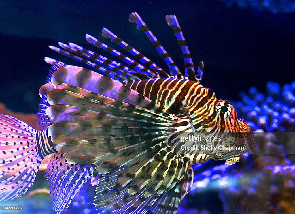 Lion Fish Roa Lion Fish High-Res Stock Photo - Getty Images