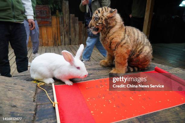 Tiger Following Rabbit Zodiac Rabbit Photos and Premium High Res Pictures - Getty Images