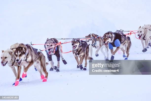 dogs of the sled - alaska dogsled team - husky sled stock pictures, royalty-free photos & images