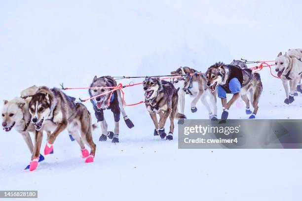 dogs of the sled - alaska dogsled team - trenó puxado por cães imagens e fotografias de stock