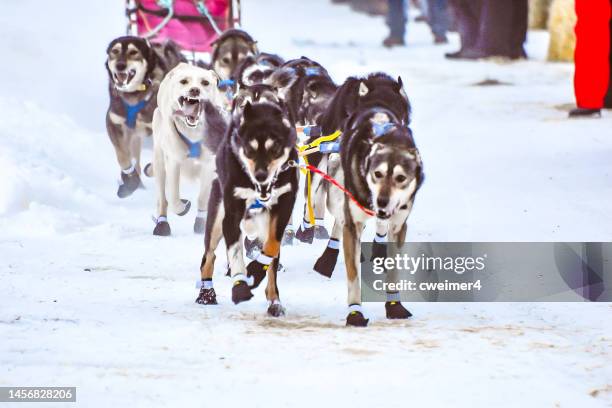 hunde des schlittens - alaska dogsled team - iditarod race stock-fotos und bilder