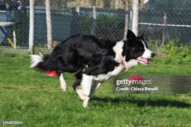 Working Border Border Collie Working Photos and Premium High Res Pictures - Getty Images