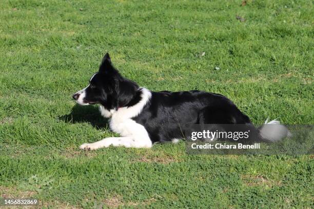 Working Border Border Collie Working Photos and Premium High Res Pictures - Getty Images