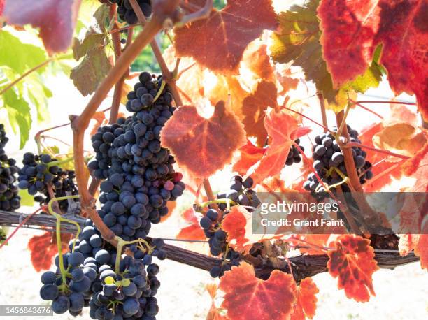 close up of grapes - okanagan vineyard stock pictures, royalty-free photos & images