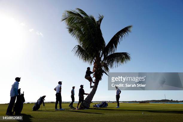 Caddie climbs a tree in search of the ball belonging to Tain Lee on the 15th fairway during the second round of The Bahamas Great Exuma Classic at...