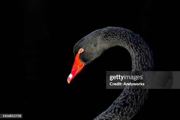 portrait of a black swan (cygnus atratus) - red feather stock pictures, royalty-free photos & images