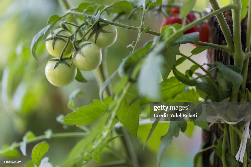 Close up of fresh green tomato in plant stem