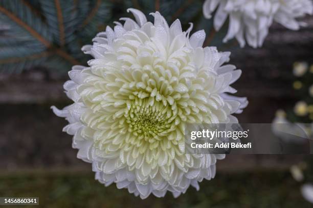 white chrysanthemum - chrysanthemum fotografías e imágenes de stock