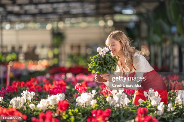 mujer con delantal rojo trabajando en floristería. - mercado de flores fotografías e imágenes de stock