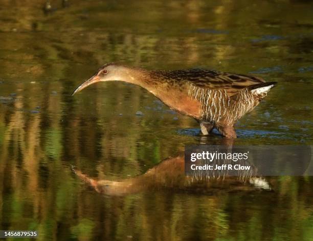 Clicker Rail 288 Clapper Rail Stock Photos, High-Res Pictures, and Images - Getty Images