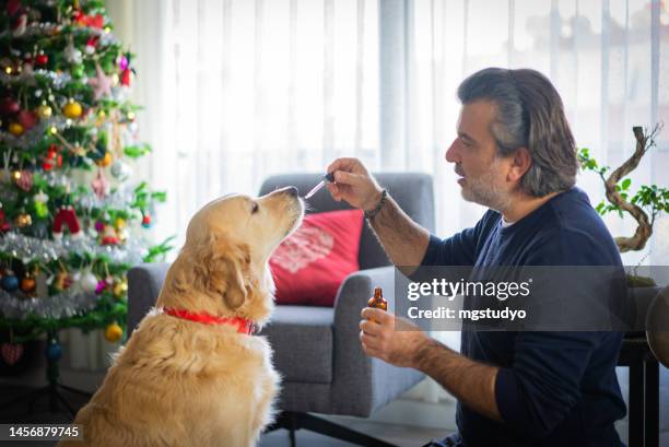 happy dog taking cbd hemp oil at home at christmas time. - naturopath stock pictures, royalty-free photos & images