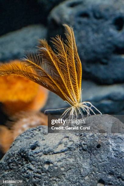 florometra serratissima is a species of crinoid or feather star in the family antedonidae. it is found off the pacific coast of north america, usually in deep water.  monterey bay, california. - crinoid stock pictures, royalty-free photos & images