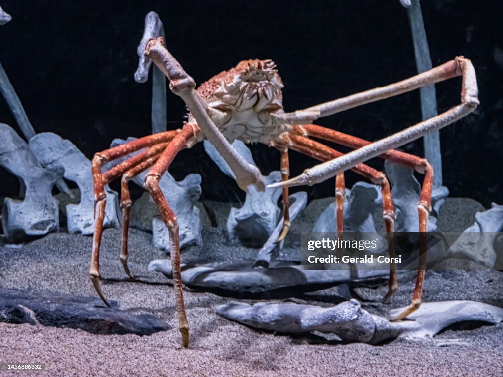 The Japanese Spider Crab Is A Species Of Marine Crab That Lives In The