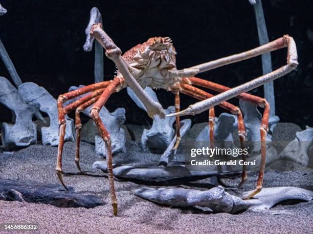 the japanese spider crab (macrocheira kaempferi) is a species of marine crab that lives in the waters around japan. it has the largest known leg-span of any arthropod. - spider crab stock pictures, royalty-free photos & images