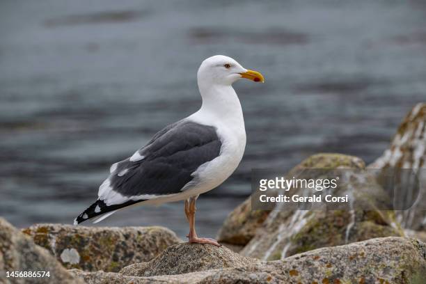 western gull, larus occidentalis. point lobos state park, california - seagull stockfoto's en -beelden