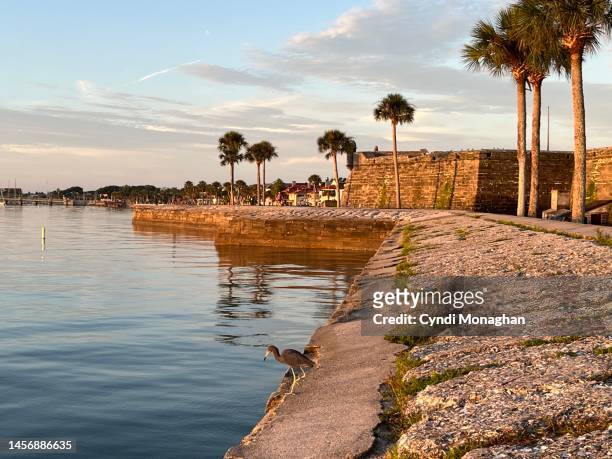 little blue heron perched on the seawall at the fort in st. augustine - saint augustine florida - fotografias e filmes do acervo