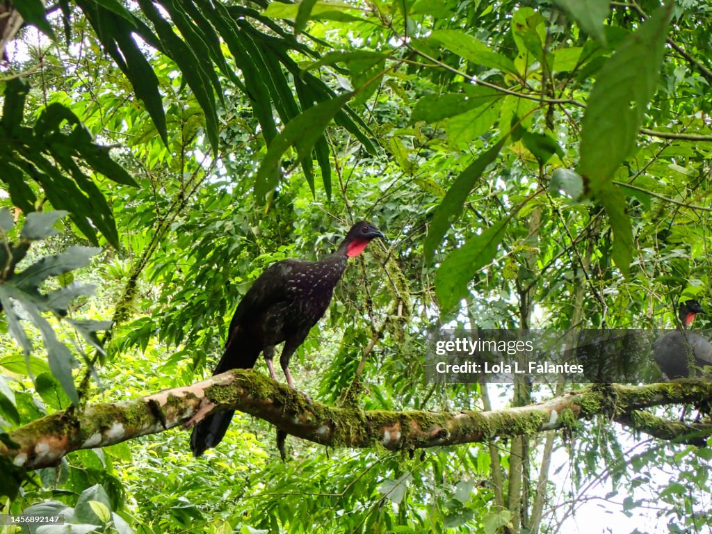 Wild turkey on a tree. Arenal Volcano National park, Costa Rica
