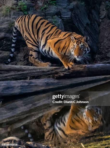 bengal tiger in india - a bengal tiger stockfoto's en -beelden