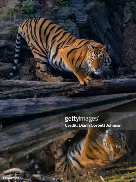 bengal tiger in india - panthera tigris tigris stock pictures, royalty-free photos & images