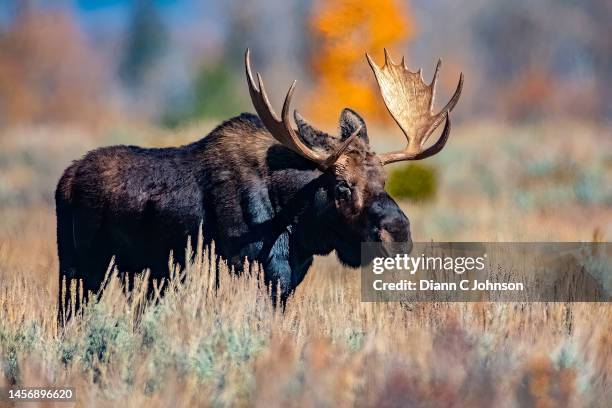 moose in grand teton national park - grand teton national park stock-fotos und bilder