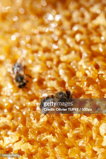 close-up of bee on honeycomb,france - apiculteur fotografías e imágenes de stock