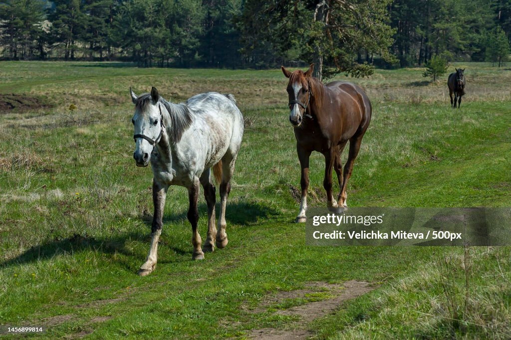 Full length of horses standing on field,Plana mountain,Bulgaria