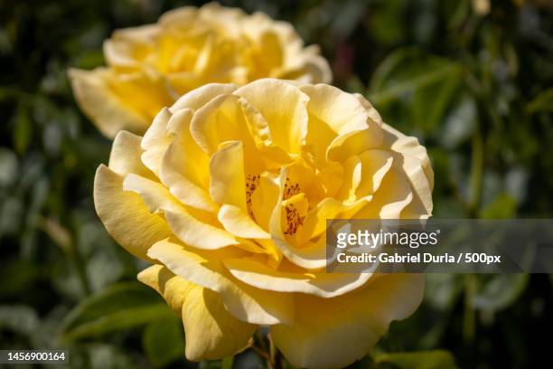 close-up of yellow rose,united kingdom,uk - yellow roses stock pictures, royalty-free photos & images