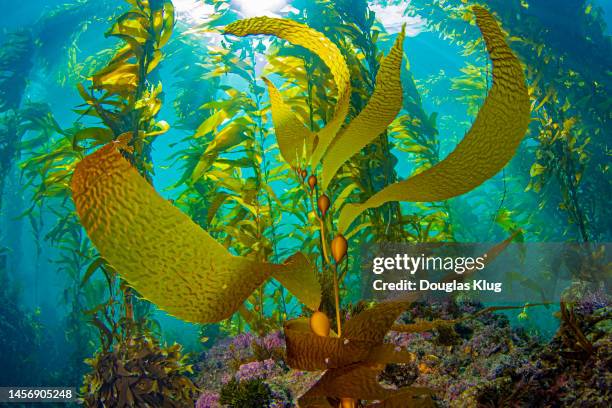 kelpgrowth1nov11-22 - seaweed stock pictures, royalty-free photos & images