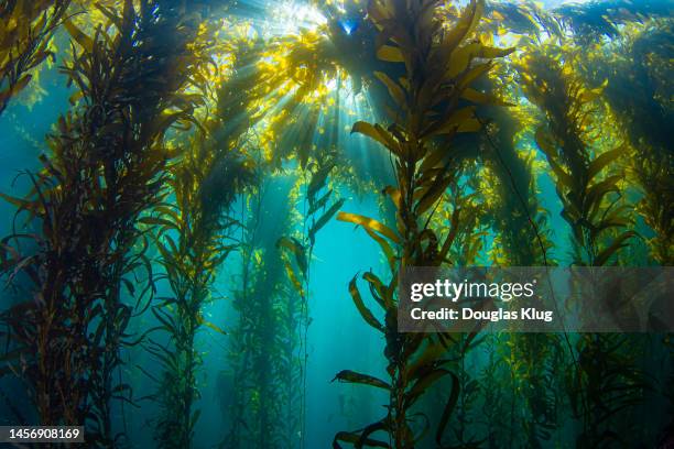 kelpsunburst3nov11-22 - kelp stock pictures, royalty-free photos & images