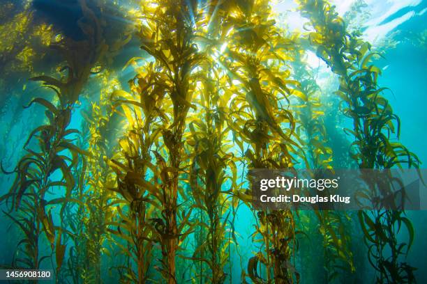 kelpsunburst4nov11-22 - seaweed stock pictures, royalty-free photos & images