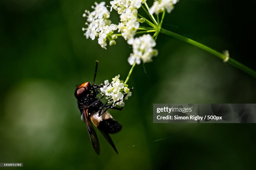 Close-up of insect on flower