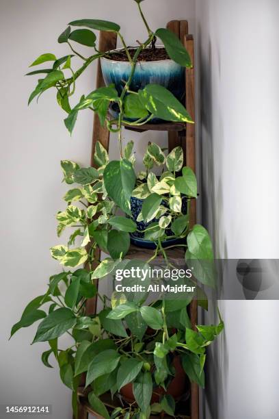 pothos on plant stand in house - english ivy houseplant stock pictures, royalty-free photos & images