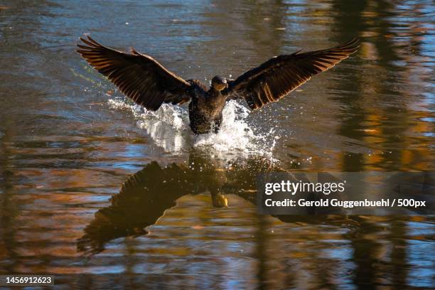 close-up of water duck flying over lake,dietikon,switzerland - gerold guggenbuehl fotografías e imágenes de stock