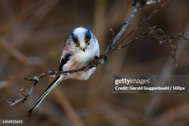 close-up of songtitmouse perching on branch,dietikon,switzerland - gerold guggenbuehl stock pictures, royalty-free photos & images