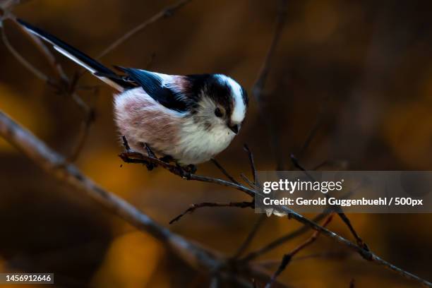 close-up of songtitmouse perching on branch,dietikon,switzerland - gerold guggenbuehl stock pictures, royalty-free photos & images