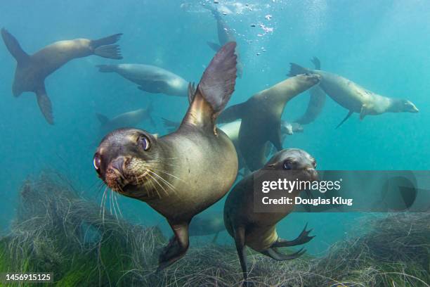 sealions1nov18-22 - seelöwe stock-fotos und bilder