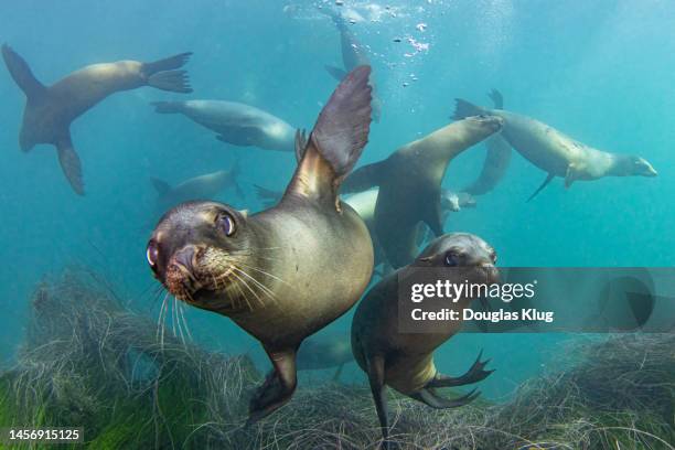 sealions1nov18-22 - threatened species stock-fotos und bilder