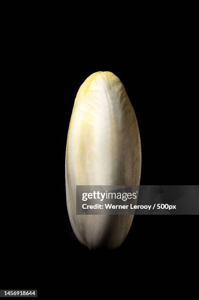 white belgian endive,foliosum,against a black background,belgium,brussels - chicory stock pictures, royalty-free photos & images