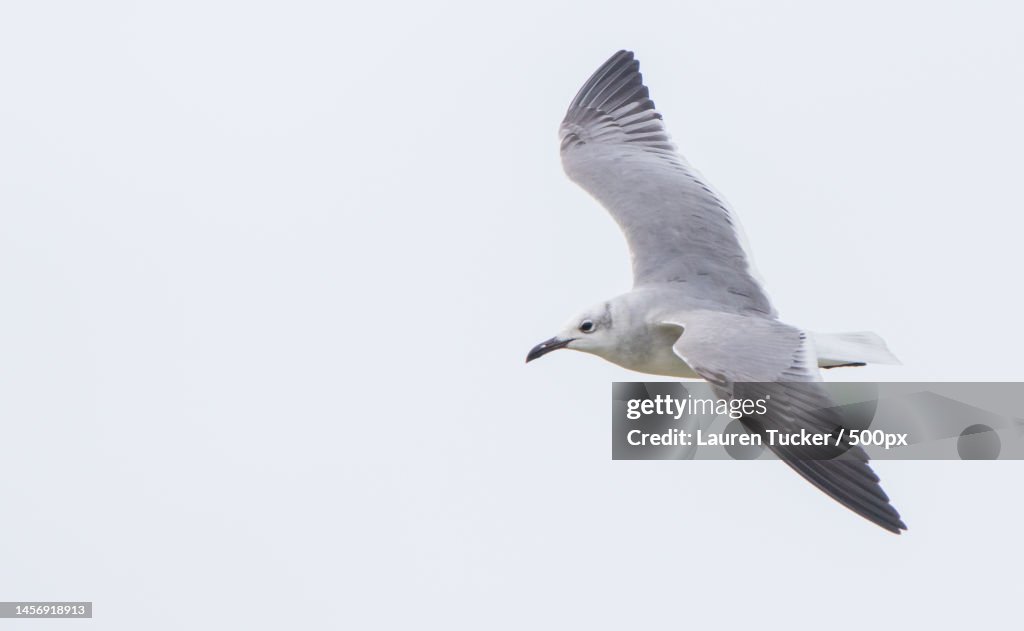 Low angle view of herring gull flying against clear sky,Beesands,Kingsbridge,United Kingdom,UK
