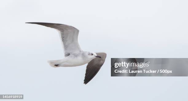 low angle view of herring gull flying against clear sky,beesands,kingsbridge,united kingdom,uk - herring gull stock pictures, royalty-free photos & images